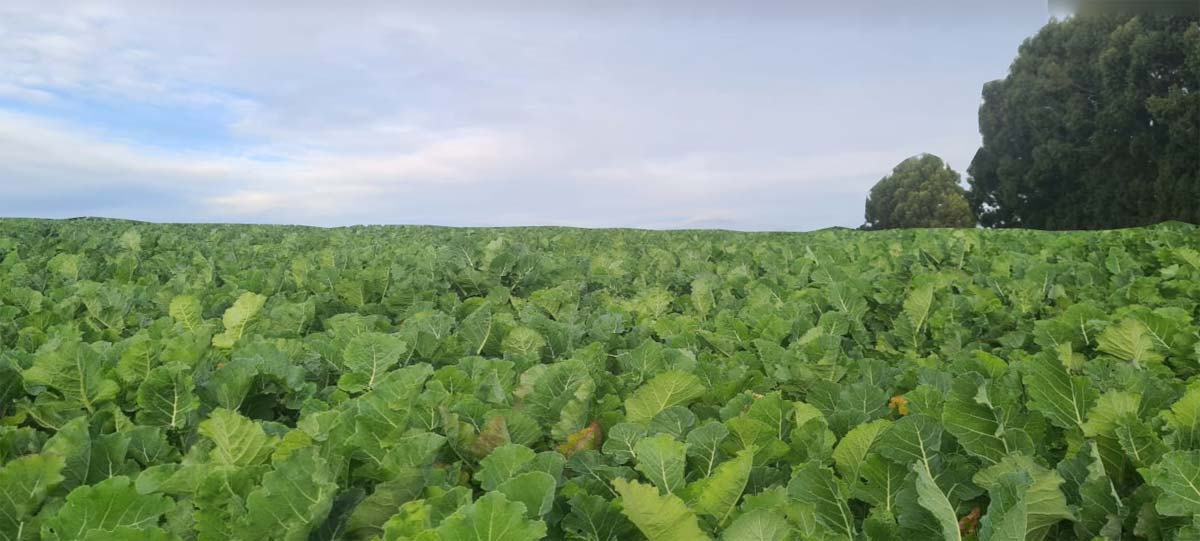 Crop weighing