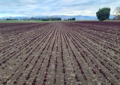 Red Beet - May 2022