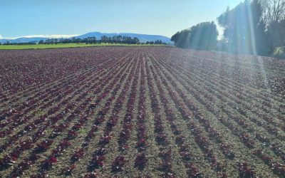 Eye Catching Red Beet