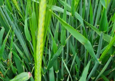 Barley flowering