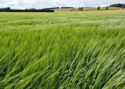 Spring barley.