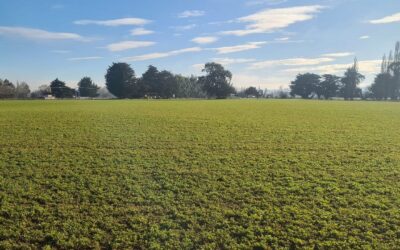 Lucerne Spraying