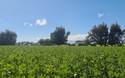 Red beet bolting in Northern Southland