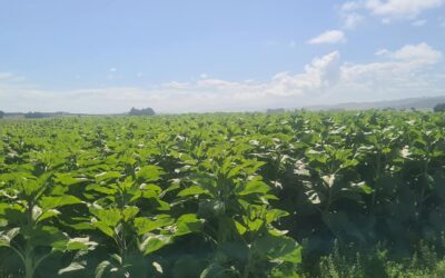 Sunflowers for Seed