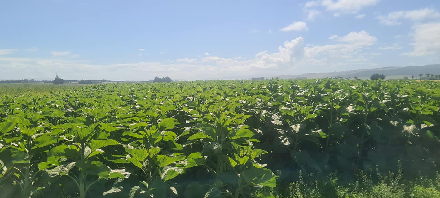 Sunflowers for seed crop