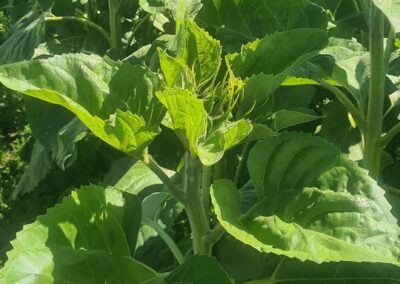 Sunflowers for seed