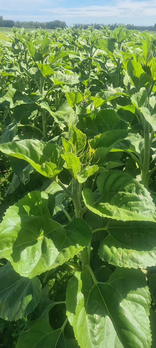 Sunflowers for seed